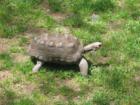 Beautiful Turtle from Van Saun Park in Paramus, New Jersey 