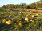 Pumpkins anyone-the old fashioned way? Pick them yourself in the field at Ramona's Mountain Valley Ranch