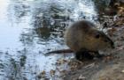 Beavers make their home in Meyer Park in Spring TX