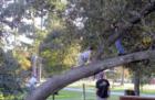 Test your tree climbing skills at Meyer Park in Spring TX