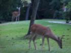 Holly Lake Ranch - have deer in your backyard with lake view a private gated high security resort area in East Texas enjoy a 3.5 acre lake house for only $499,999 contact Lynn 972-699-9111 or http://www.lynn911.com for more details. 
