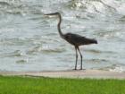 Birds and wildlife are abundant.