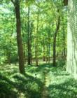 Holly Lake Ranch - deer in backyard Texas lake view , Texas lake front a private gated high security resort area in East Texas enjoy 3.5 acre lake house for only $499,999 contact Lynn 972-699-9111 http://www.lynn911.com more details. 
      