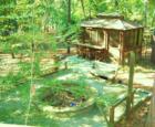 Holly Lake Ranch - deer in backyard Texas lake view , Texas lake front a private gated high security resort area in East Texas enjoy 3.5 acre lake house for only $499,999 contact Lynn 972-699-9111 http://www.lynn911.com more details. 
      