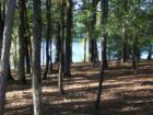 Holly Lake Ranch - deer in backyard Texas lake view , Texas lake front a private gated high security resort area in East Texas enjoy 3.5 acre lake house for only $499,999 contact Lynn 972-699-9111 http://www.lynn911.com more details. 
      