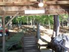 Holly Lake Ranch - deer in backyard Texas lake view , Texas lake front a private gated high security resort area in East Texas enjoy 3.5 acre lake house for only $499,999 contact Lynn 972-699-9111 http://www.lynn911.com more details. 
      