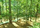 Holly Lake Ranch - deer in backyard Texas lake view , Texas lake front a private gated high security resort area in East Texas enjoy 3.5 acre lake house for only $499,999 contact Lynn 972-699-9111 http://www.lynn911.com more details. 
      