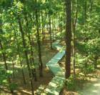 Holly Lake Ranch - deer in backyard Texas lake view , Texas lake front a private gated high security resort area in East Texas enjoy 3.5 acre lake house for only $499,999 contact Lynn 972-699-9111 http://www.lynn911.com more details. 
      