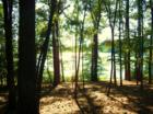 Holly Lake Ranch - deer in backyard Texas lake view , Texas lake front a private gated high security resort area in East Texas enjoy 3.5 acre lake house for only $499,999 contact Lynn 972-699-9111 http://www.lynn911.com more details. 
      