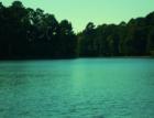 Holly Lake Ranch - deer in backyard Texas lake view , Texas lake front a private gated high security resort area in East Texas enjoy 3.5 acre lake house for only $499,999 contact Lynn 972-699-9111 http://www.lynn911.com more details. 
      