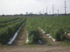 Tomato Fields in the Redland