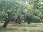 A sampling of local trees