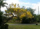 Trees in full bloom in the Redland