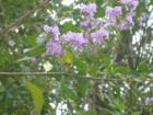 Blossoms in the the Redland