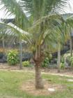 Local flair - coconuts in the Redland!