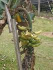 Going Bananas in the Redland!