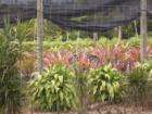 Bromeliads in a local nursery.  Living in the Redland means quite often your neighbor is a nursery.  No borrowing a cup of sugar there =)