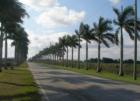 Palm tree-lined street in the Redland