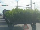 You'll often be stuck in traffic behind a farmer transporting his wares in the Redland.
