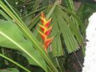 Bird of Paradise in Pinecrest Gardens