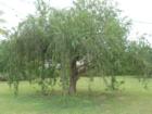 Local Tree in Miami's Historic Redland area.