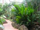 A walk through the greenery at the beautiful Pinecrest Gardens