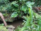 Besides all the native flora there's lots of water at Pinecrest Gardens.