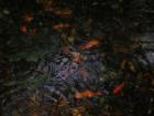 Colorful Koi swimming in Pinecrest Gardens.