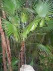 Native Palms at Pinecrest Gardens.