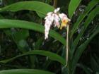 Lovely flowers at Pinecrest Gardens are just one of the many things to enjoy.