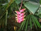 Exquisite Bird of Paradise at Pinecrest Gardens