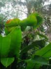 So much green at Pinecrest Gardens, Kermit would be happy here!
