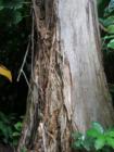 Just how old is this massive tree in Pinecrest Gardens?  