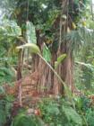 Interesting Tree formations at Pinecrest Gardens