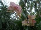 Exotic and beautiful orchids in Pinecrest Gardens