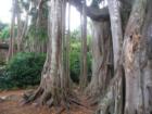 Curious?  These are banyan trees in Pinecrest Gardens.  Miami's full of them!