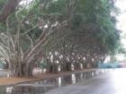Even the parking lot at Pinecrest Gardens is striking.  It is lined with massive banyan trees.