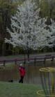 Looking on Greenleaf St from disc golf hole 16 at Amesbury Pines Park in early spring.