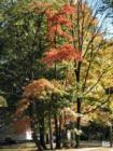 Oradell in the Fall in  Bergen County New Jersey