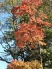 Oradell in the Fall in Bergen County New Jersey