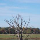 Pair of Eagles - Marshall