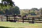 Horse Farm on Belvoir Road in Marshall