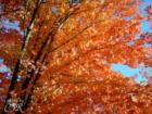 Fall leaves in Friendship Park.