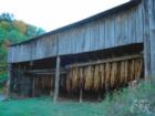 Tobacco drying in a barn off Hwy 92 near Rutledge, TN. 