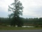 Pond Located off of Bruce Garner Road and Graham Sherron beautiful.