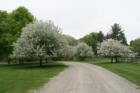 Country Way - Hamilton