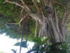 Exotic Strangler Figs at the Miami Youth Fair