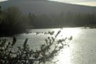 Wickiup with geese flying