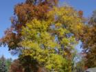 Fall in Cedar Rapids, Iowa