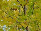 Fall in Iowa